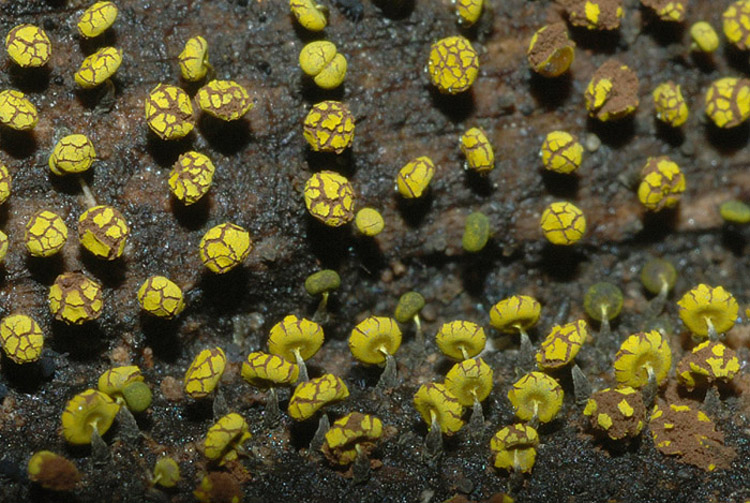 Metatrichia vesparium ?